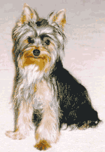 Alex, awesome Yorkshire Terrier