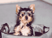 Shooter, Famous Yorkshire Terrier