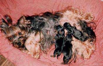 Monios with her Puppies