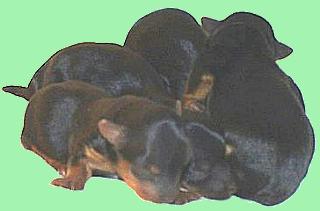 The Four Puppies