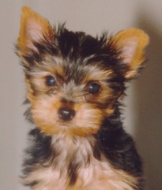 Me as a puppy