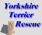 Yorkshire Terrier Rescue