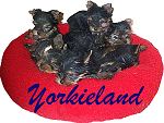 Yorkieland Discussion Group